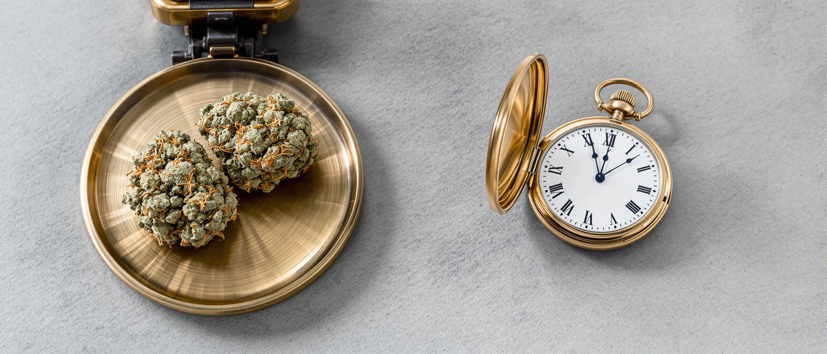 Zwei Hanfblüten auf Messingwaage neben Taschenuhr auf grauem Schiefer, Symbolbild 10-OH-HHCP Wirkung