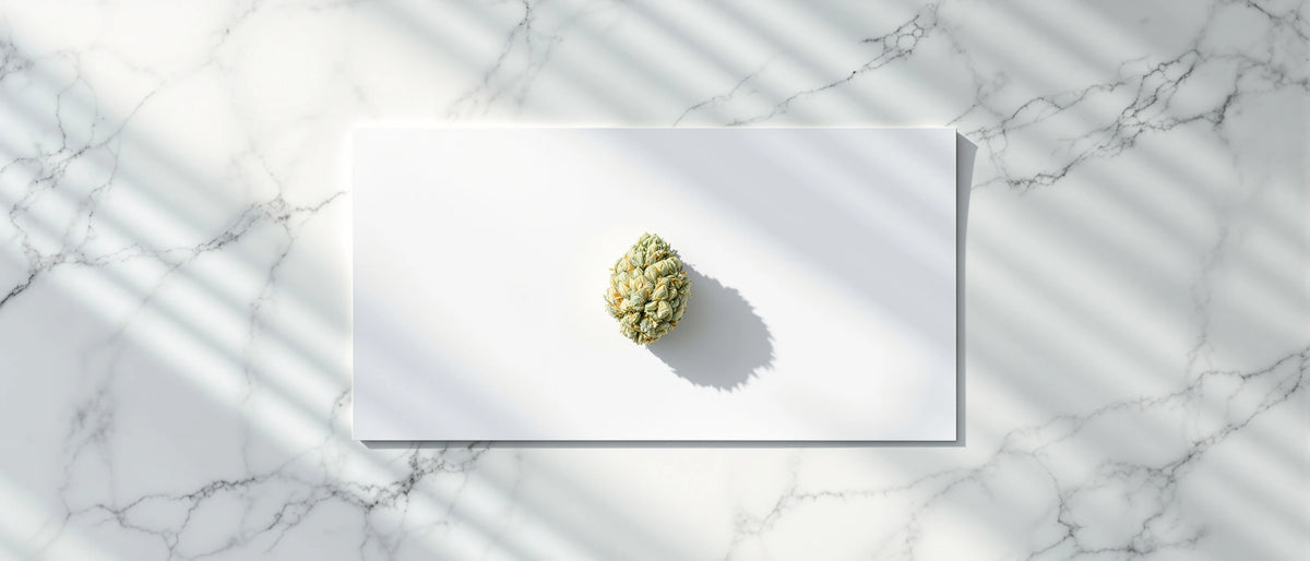 Hellgrüne Hanfblüte auf blankem Papier mit Jalousieschatten auf weißem Marmor, Symbolbild CBG Legalität