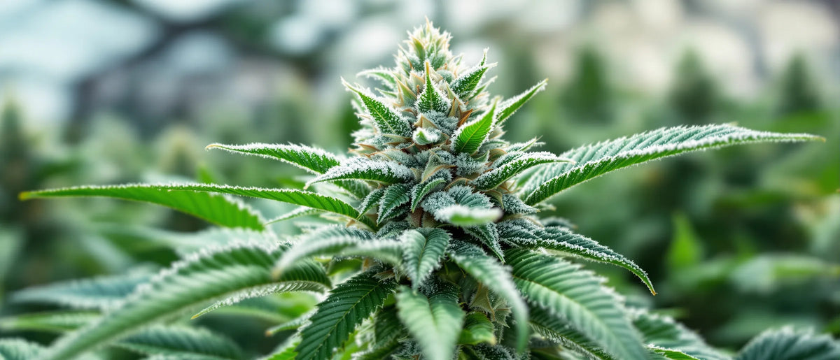 Cannabisblüte mit Trichomen im Gewächshaus, Symbolbild zur Frage Was ist Delta-9-THC