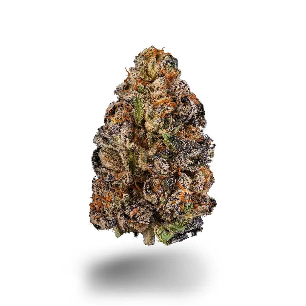 Helle CBD-Blüte mit orangen Härchen und Stiel, freigestellt