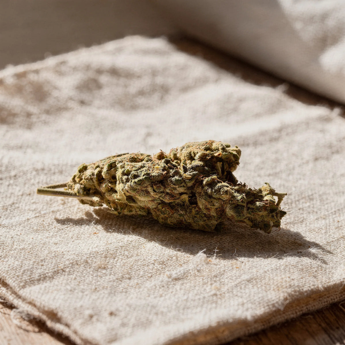 Bubblegum CBD Blüten Nahaufnahme auf hellem Leinen im Tageslicht