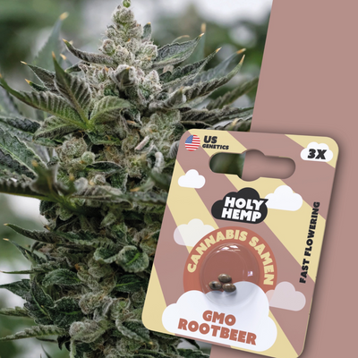 Fast-Flowering GMO Rootbeer Seeds