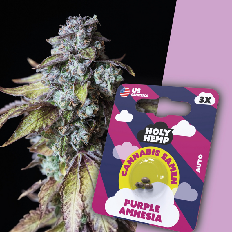 Auto-Flowering Purple Amnesia Seeds