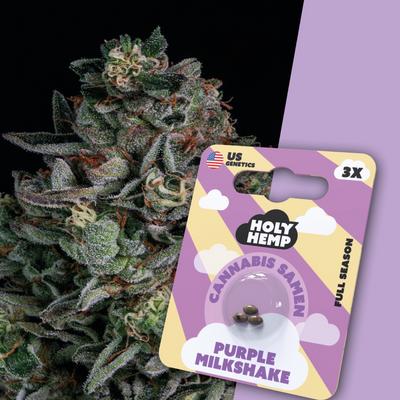 Full Season Purple Milkshake Seeds