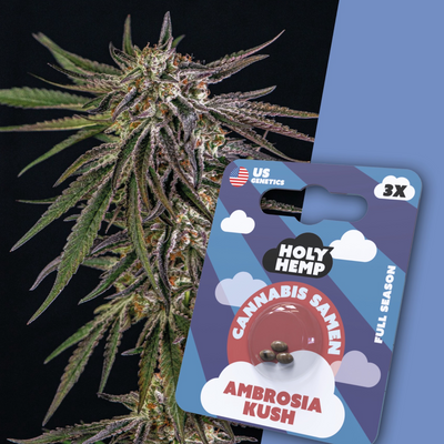 Full Season Ambrosia Kush Seeds